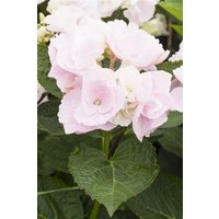 Kategorie <b>Produkt nicht gewünscht </b> - Hydrangea mac. 'Hovaria® Hobella' rosa