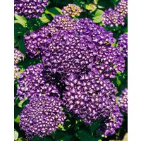 Kategorie <b>Produkt nicht gewünscht </b> - Hydrangea mac. 'Hamburg'