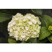 Kategorie <b>Produkt nicht gewünscht </b> - Hydrangea mac. 'Everbloom White Wonder'
