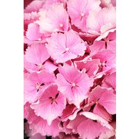 Kategorie <b>Produkt nicht gewünscht </b> - Hydrangea mac. 'Everbloom Pink Wonder'