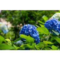 Kategorie <b>Produkt nicht gewünscht </b> - Hydrangea mac. 'Belle Seduction'