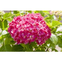 Kategorie <b>Produkt nicht gewünscht </b> - Hydrangea mac. 'Alpenglühen'