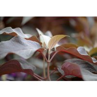 Kategorie <b>Blütensträucher und Ziergehölze </b> - Hydrangea aspera 'Hot Chocolate' -R-