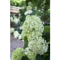 Kategorie <b>Produkt nicht gewünscht </b> - Hydrangea arborescens 'Annabelle'