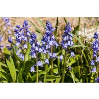 Stauden - Hyacinthoides Excelsior