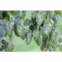Kategorie <b>Produkt nicht gewünscht </b> - Humulus lupulus