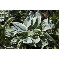 Kategorie <b>Produkt nicht gewünscht </b> - Hosta x tardiana 'El Nino'