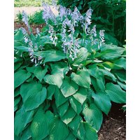 Kategorie <b>Produkt nicht gewünscht </b> - Hosta x tardiana 'Blue Moon'