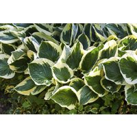 Kategorie <b>Produkt nicht gewünscht </b> - Hosta x fortunei 'Stenantha'