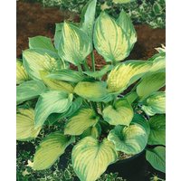 Kategorie <b>Produkt nicht gewünscht </b> - Hosta x fortunei 'Sharmon'