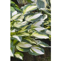 Kategorie <b>Produkt nicht gewünscht </b> - Hosta x fortunei 'Fire and Ice'