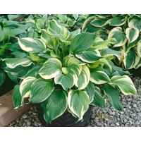 Kategorie <b>Produkt nicht gewünscht </b> - Hosta x fortunei 'Aureomarginata'
