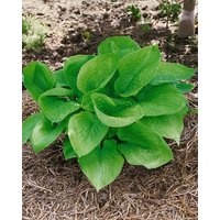 Kategorie <b>Produkt nicht gewünscht </b> - Hosta x cult.'Sum and Substance'