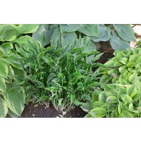 Kategorie <b>Produkt nicht gewünscht </b> - Hosta x cult.'Praying Hands'