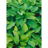 Kategorie <b>Produkt nicht gewünscht </b> - Hosta x cult.'Pauls Glory'