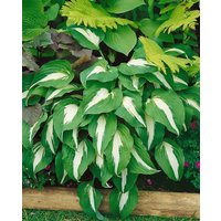Kategorie <b>Produkt nicht gewünscht </b> - Hosta x cult.'Night before Christmas'