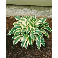 Stauden - Hosta x cult.'Ground Master'