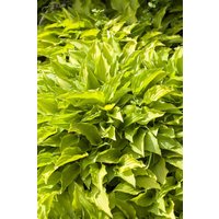 Stauden - Hosta x cult.'Gold Drop'