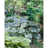 Kategorie <b>Produkt nicht gewünscht </b> - Hosta x cult.'Empress Wu'