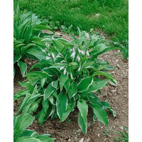 Stauden - Hosta x cult.'Antioch'