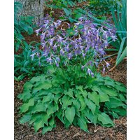 Kategorie <b>Produkt nicht gewünscht </b> - Hosta venusta