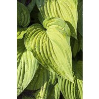 Stauden - Hosta ventricosa