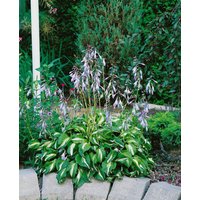 Kategorie <b>Produkt nicht gewünscht </b> - Hosta undulata 'Univittata'