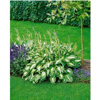 Kategorie <b>Produkt nicht gewünscht </b> - Hosta undulata 'Mediovariegata'