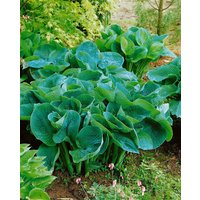 Stauden - Hosta tokudama 'Love Pat'