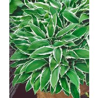Kategorie <b>Produkt nicht gewünscht </b> - Hosta sieboldii 'Ginko Craig'
