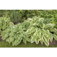 Kategorie <b>Produkt nicht gewünscht </b> - Hosta sieboldii 'Bianca'