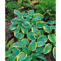 Kategorie <b>Produkt nicht gewünscht </b> - Hosta sieboldiana 'Samurai'