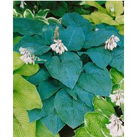 Kategorie <b>Produkt nicht gewünscht </b> - Hosta sieboldiana 'Blue Angel'