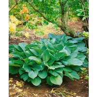 Kategorie <b>Produkt nicht gewünscht </b> - Hosta sieboldiana 'Big Daddy'