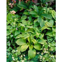 Kategorie <b>Produkt nicht gewünscht </b> - Hosta sieboldiana 'August Moon'