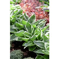 Kategorie <b>Produkt nicht gewünscht </b> - Hosta sieboldiana