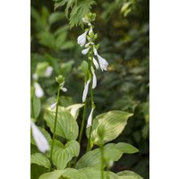 Kategorie <b>Produkt nicht gewünscht </b> - Hosta plantaginea 'Royal Standard'