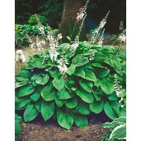 Kategorie <b>Produkt nicht gewünscht </b> - Hosta plantaginea 'Honeybells'