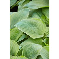Kategorie <b>Produkt nicht gewünscht </b> - Hosta plantaginea 'Guacamole'