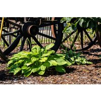 Kategorie <b>Produkt nicht gewünscht </b> - Hosta plantaginea 'Grandiflora'