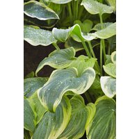 Kategorie <b>Produkt nicht gewünscht </b> - Hosta plantaginea 'Fragrant Bouquet'