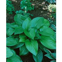 Kategorie <b>Produkt nicht gewünscht </b> - Hosta plantaginea 'Aphrodite'