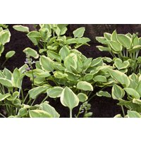 Kategorie <b>Produkt nicht gewünscht </b> - Hosta nakaiana 'Golden Tiara'