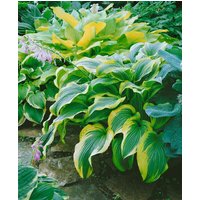 Kategorie <b>Stauden </b> - Hosta montana