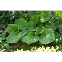 Kategorie <b>Produkt nicht gewünscht </b> - Hosta elata