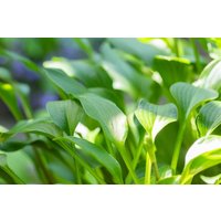 Kategorie <b>Produkt nicht gewünscht </b> - Hosta clausa var.normalis