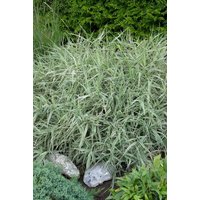 Kategorie <b>Produkt nicht gewünscht </b> - Holcus mollis 'Albovariegatus'