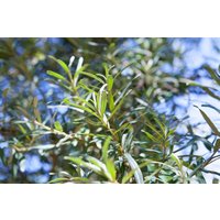 Hecken - Hippophae rhamnoides 'Pollmix'