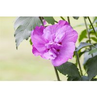 Kategorie <b>Produkt nicht gewünscht </b> - Hibiscus syriacus 'Purple Ruffles' -R-