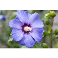 Kategorie <b>Produkt nicht gewünscht </b> - Hibiscus syriacus 'Oiseau Bleu'